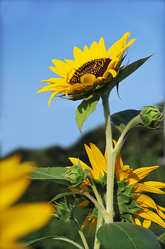 背景を変えるだけで夏っぽい写真に スマホで簡単 写真撮影上達の鍵は 背景 選びだった Naver まとめ