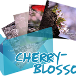 《Cherry blossoms》 Ranger’s Photo Gallery