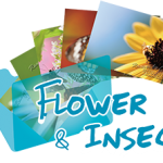 《Flower and insect》 Ranger’s Photo Gallery