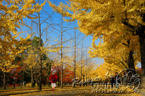 autumn-color00003