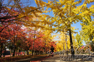 autumn-color00008