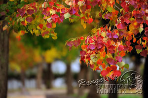 autumn-color00014