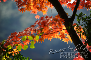 autumn-color00016