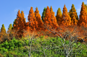 autumn-color00024